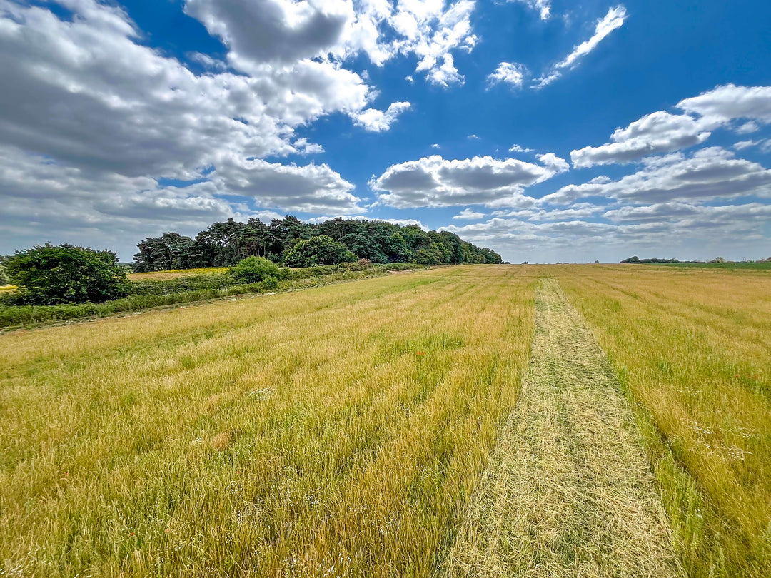 I'll Be Your Treasure